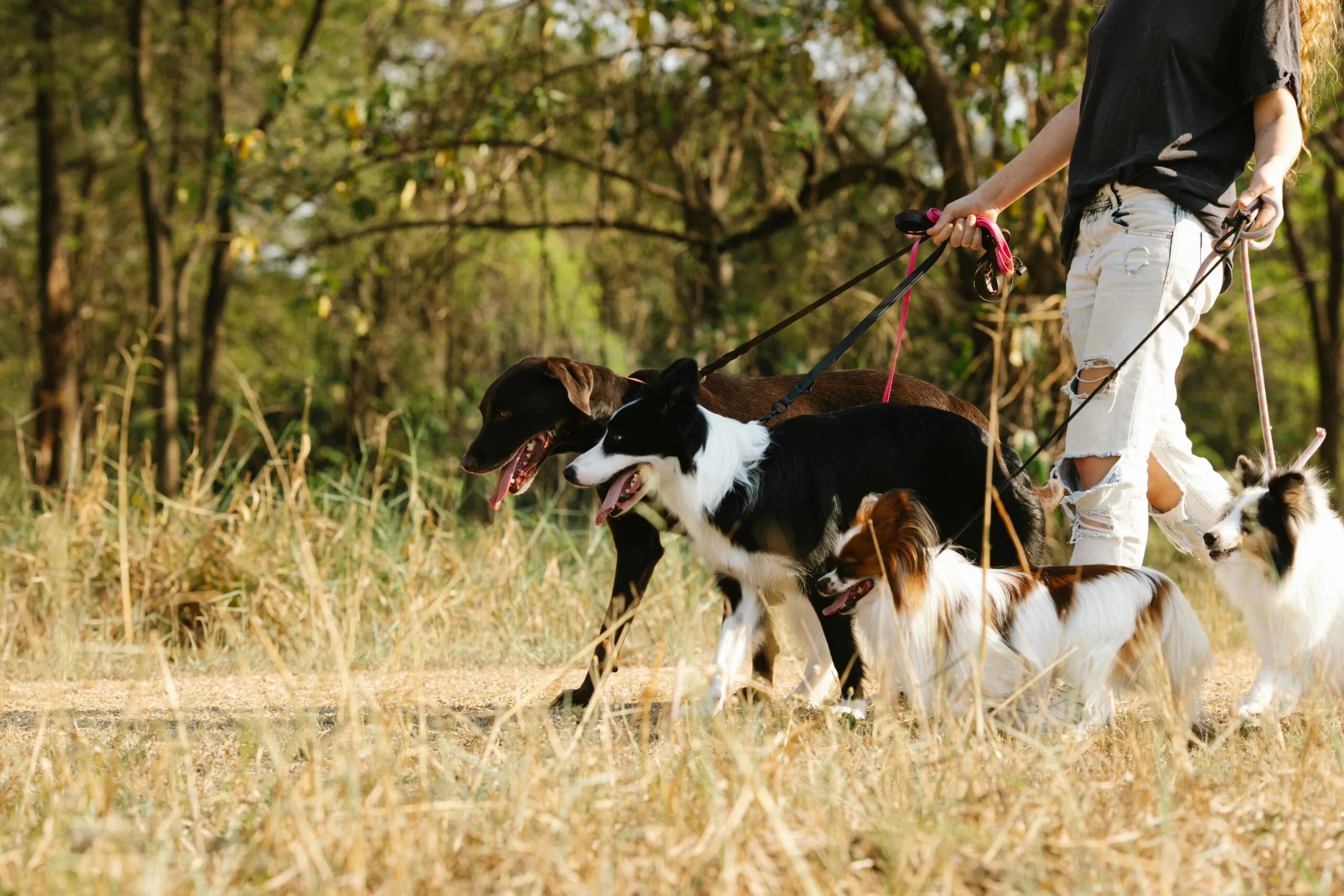 Hotel dla psów czy petsitter – co wybrać dla swojego psa? Porównanie opcji opieki